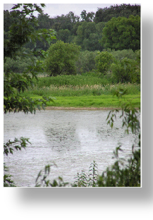 Wetland scene